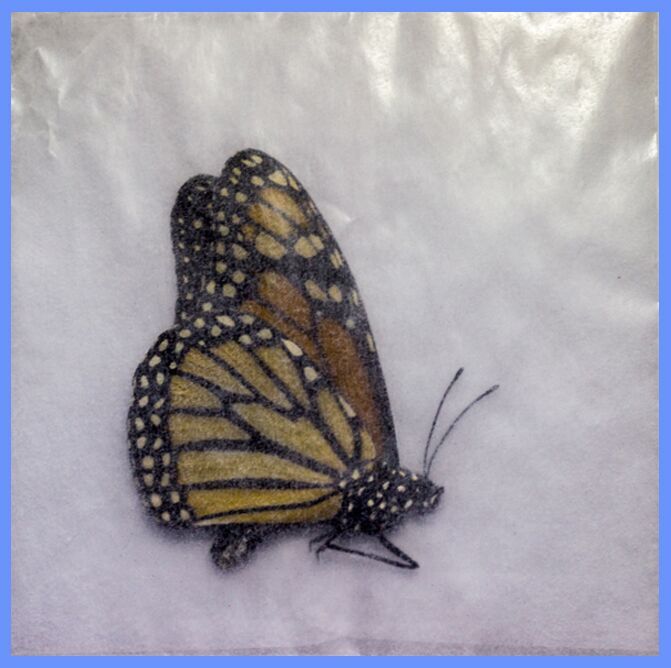 Flutterby Gardens Butterfly Release Envelope