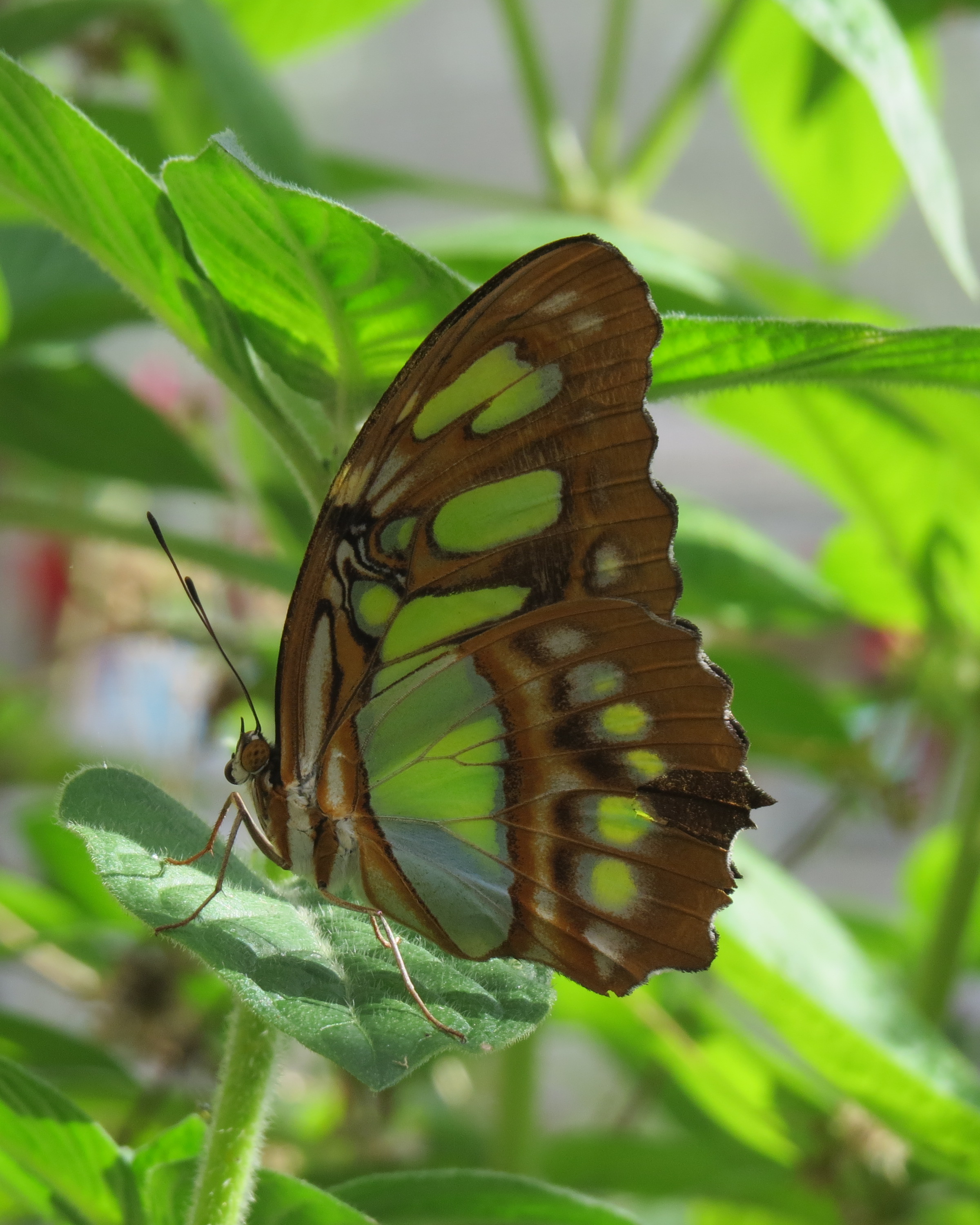 Malachite