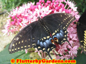 Black Swallowtail Female