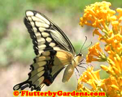 Giant Swallowtail