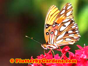 Gulf Fritillary