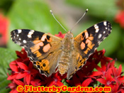 Painted Lady Butterfly