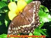Palamedes Swallowtail
