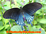 Pipeveine Swallowtail