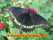 Polydamas Swallowtail