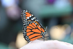 Monarch Butterfly