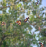 Butterflies are Free