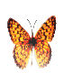 FlutterbyGardens.com Butterflies