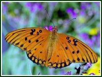 Gulf Fritillary (photo © Oscar Gutierrez)