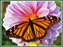 Monarch (photo © Oscar Gutierrez)