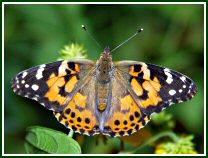 Painted Lady (photo © Oscar Gutierrez)